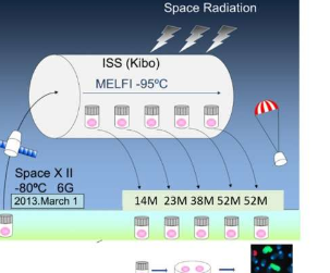 国际空间站实验揭示了未来人类太空飞行的风险