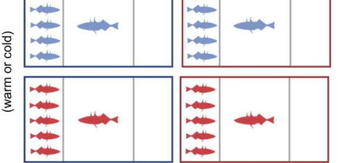 温度会影响鱼类的社会行为