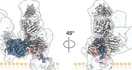 科学家绘制出丙型肝炎病毒的关键蛋白质结构图