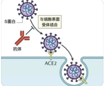 抗体可以阻止细菌表面蛋白进入宿主细胞