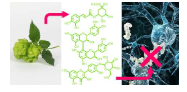 啤酒花化合物可以帮助预防阿尔茨海默病