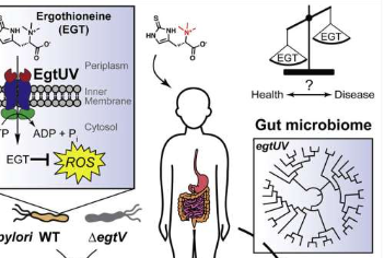 营养素的作用可能揭示对抗微生物感染的饮食目标