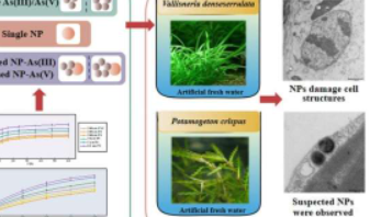 微塑料和纳米塑料与砷的结合加剧了对沉水植物的毒性作用