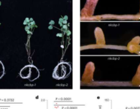 基础复制控制着豆科植物和细菌之间的固气共生关系