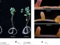 基础复制控制着豆科植物和细菌之间的固气共生关系