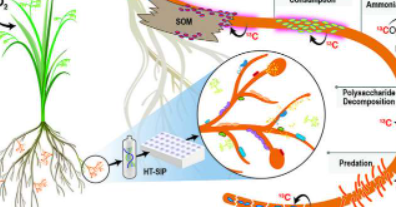 新方法揭示了对土壤微生物相互作用的更好理解