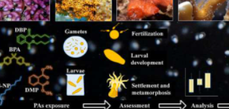塑料添加剂被发现会污染海洋并选择性地损害珊瑚的繁殖过程