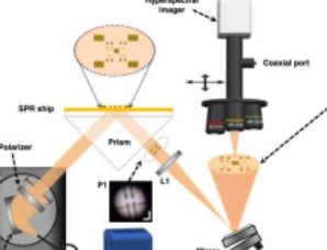 科学家开发出新型高光谱表面等离子体共振显微系统