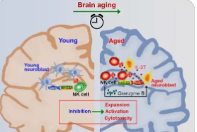 研究将MAIT细胞与认知功能联系起来