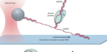 CRISPR见解如何微调Cas蛋白对DNA的控制