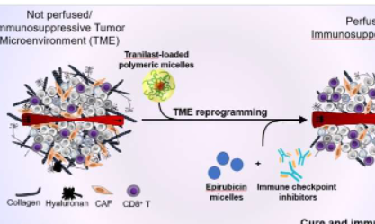 打破阻止药物和免疫细胞进入难治性癌症的屏障