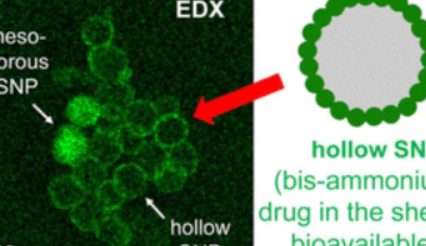 研究人员开发出用于精确给药的新型覆盆子形纳米颗粒