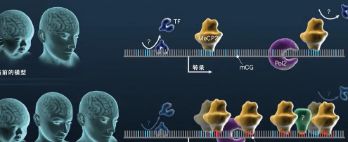 双胞胎研究表明坚持锻炼与有益的表观遗传变化有关