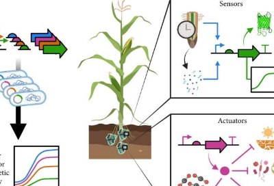 优化根际细菌遗传回路设计以实现农业可持续性