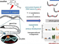 研究人员证明了α-硫丹在秀丽隐杆线虫生殖细胞中的致突变性