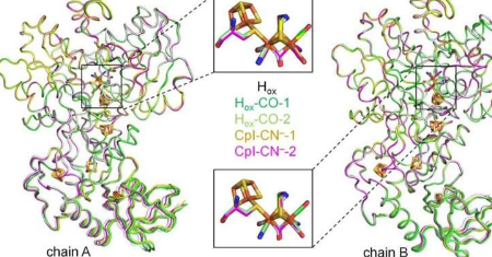 毒药帮助我们了解分子制氢生物催化剂