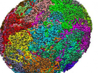 压力和流体力学科学家发现基因组的新组织原则