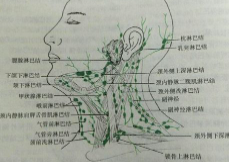 研究揭示了为什么人类淋巴结会随着年龄的增长而失去功能