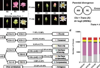 顺式和反式调节变异影响莲花种间的花色分化