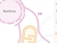 线粒体调控的突破性发现
