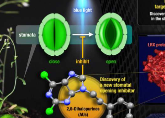研究人员发现新型气孔开放抑制剂