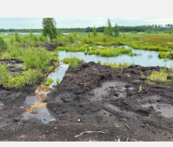 斯坦福大学领导的研究发现尽管许多地区的损失很高但全球湿地损失被高估了