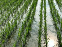 发现可能会导致新的杀菌剂来保护水稻作物