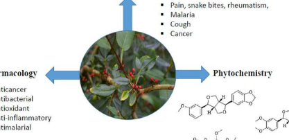 研究人员更新了花椒属植物的民族植物学用途植物化学和药理学