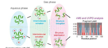 研究人员揭示冠醚微溶剂化作用对气相类天然蛋白质结构影响的分子机制