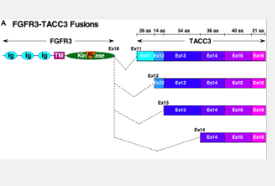 致癌驱动因子FGFR3TACC3需要5个卷曲螺旋七肽用于激活和二硫键用于稳定