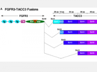 致癌驱动因子FGFR3TACC3需要5个卷曲螺旋七肽用于激活和二硫键用于稳定