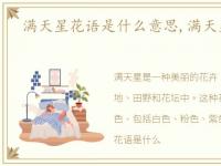 满天星花语是什么意思,满天星花语是什么