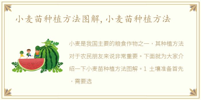 小麦苗种植方法图解,小麦苗种植方法