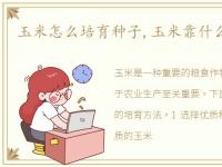 玉米怎么培育种子,玉米靠什么传播种子