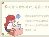 梅花什么时候开放,荷花什么时候开放?