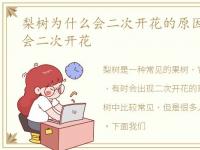 梨树为什么会二次开花的原因,梨树为什么会二次开花