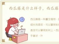 西瓜藤是什么样子，西瓜藤长什么样