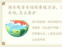 滴水观音水培的养殖方法，滴水观音怎么水培,怎么养护