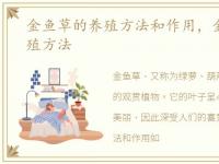 金鱼草的养殖方法和作用，金鱼草怎么养殖方法