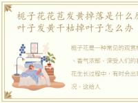 栀子花花苞发黄掉落是什么原因，栀子花叶子发黄干枯掉叶子怎么办