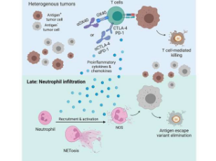 两项癌症研究揭示了中性粒细胞在免疫治疗中的重要作用