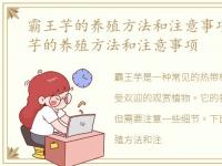 霸王芋的养殖方法和注意事项图片，霸王芋的养殖方法和注意事项