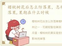 樱桃树花后怎么防落果，怎样防止樱桃树落果,果期在什么时候