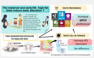 母亲和生命早期的高脂肪饮食导致对咸味食物的口味