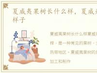 夏威夷果树长什么样，夏威夷果树是什么样子