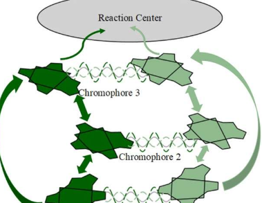 科学家发现光合作用与物质第五态之间的联系