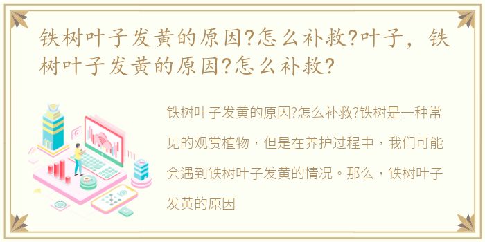 铁树叶子发黄的原因?怎么补救?叶子，铁树叶子发黄的原因?怎么补救?