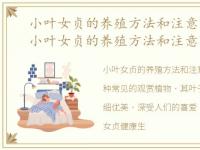 小叶女贞的养殖方法和注意事项有哪些，小叶女贞的养殖方法和注意事项