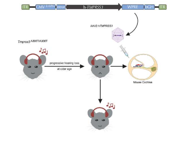 基因疗法首次挽救老年小鼠模型的听力