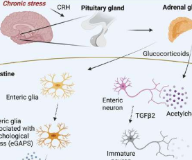 小鼠免疫系统和大脑之间的联系可以解释为什么压力会加重肠道炎症
